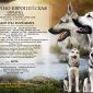 Щенки восточно- европейской овчарки объявление Продам уменьшенное изображение 5