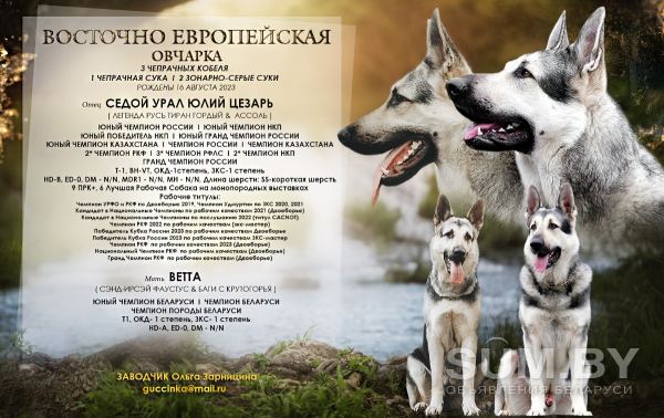 Щенки восточно- европейской овчарки объявление Продам уменьшенное изображение 
