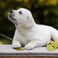 Продаются очень красивые щенки лабрадора ретривера от известных родителей объявление Продам уменьшенное изображение 5