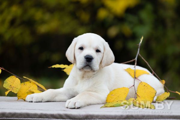 Продаются очень красивые щенки лабрадора ретривера от известных родителей объявление Продам уменьшенное изображение 