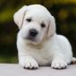Продаются очень красивые щенки лабрадора ретривера от известных родителей объявление Продам уменьшенное изображение 1