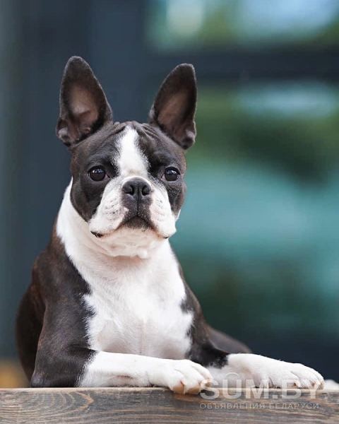 Очень красивые щенки бостон терьера от Юной Чемпионки Европы в Дании объявление Продам уменьшенное изображение 
