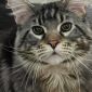 Продам молодого котенка мейн-куна объявление Продам уменьшенное изображение 3