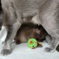Бурма котята объявление Продам уменьшенное изображение 1