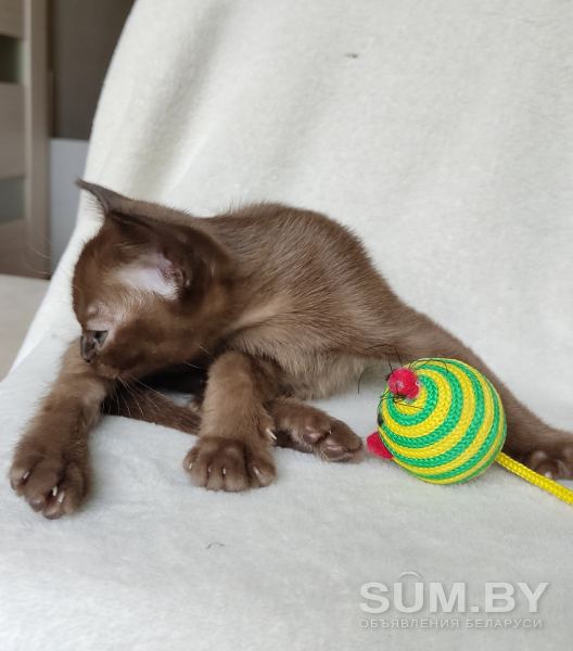 Бурма котята объявление Продам уменьшенное изображение 