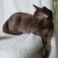 Бурма котята объявление Продам уменьшенное изображение 6