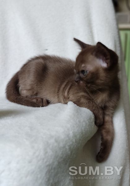 Бурма котята объявление Продам уменьшенное изображение 