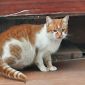 Найден бело-рыжий кот в центре МИнска, в дар объявление Отдам даром уменьшенное изображение 1