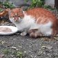 Найден бело-рыжий кот в центре МИнска, в дар объявление Отдам даром уменьшенное изображение 2