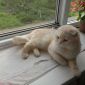 Шотландский вислоухий кот ищет вязку объявление Услуга уменьшенное изображение 1