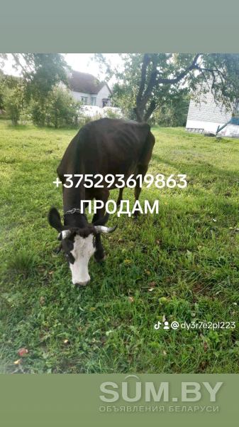 Корова Швицкой породы объявление Продам уменьшенное изображение 