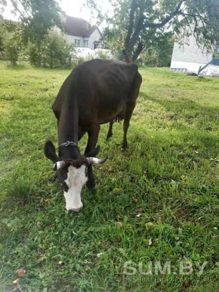 Корова Швицкой породы объявление Продам уменьшенное изображение 