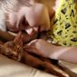 Абиссинские котята в Беларуси объявление Продам уменьшенное изображение 3