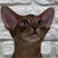 Абиссинские котята в Беларуси объявление Продам уменьшенное изображение 4