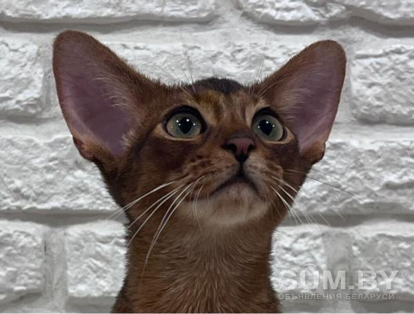 Абиссинские котята в Беларуси объявление Продам уменьшенное изображение 
