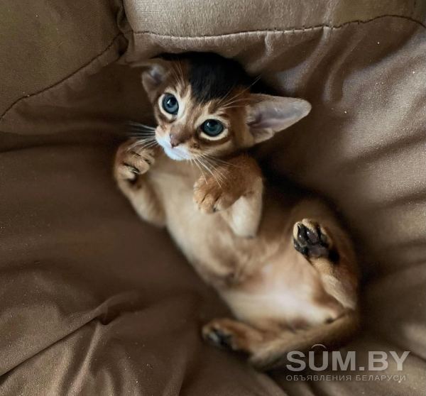 Абиссинские котята в Беларуси объявление Продам уменьшенное изображение 