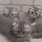 Шотландские котята объявление Продам уменьшенное изображение 1