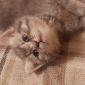 Шотландские котята объявление Продам уменьшенное изображение 6