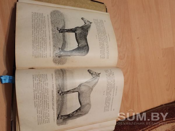 Книга о лошади Князь Урусов объявление Продам уменьшенное изображение 
