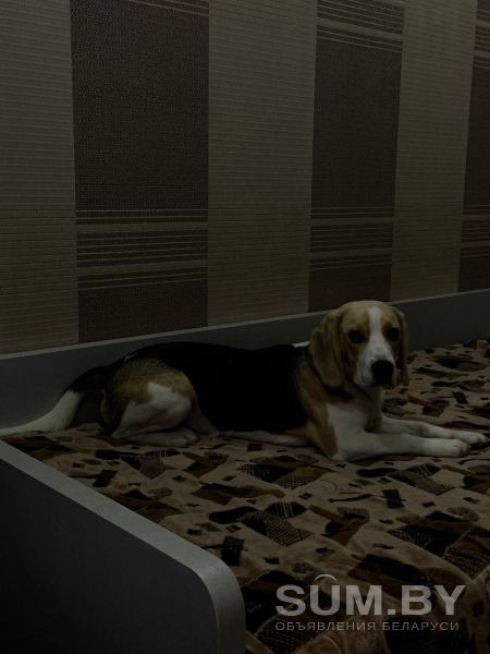Собака бигль объявление Продам уменьшенное изображение 