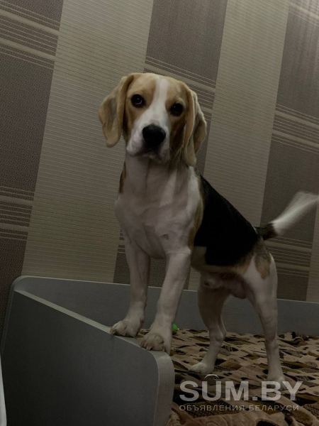 Собака бигль объявление Продам уменьшенное изображение 