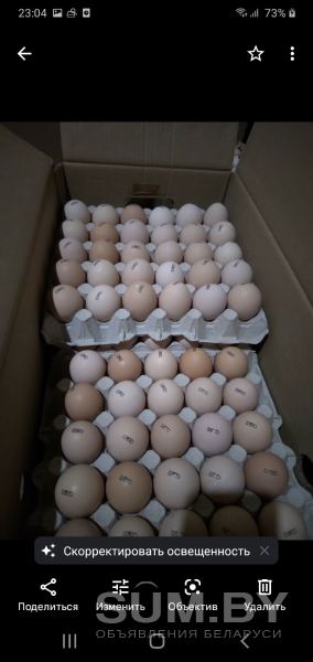 Продам инкубационное яйцо Цыплёнка-бройлера объявление Продам уменьшенное изображение 