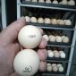 Продам инкубационное яйцо Цыплёнка-бройлера объявление Продам уменьшенное изображение 3