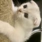 Шотландские вислоухие котята серебристые шиншиллы объявление Продам уменьшенное изображение 2