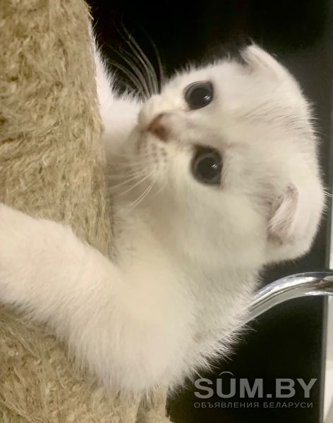 Шотландские вислоухие котята серебристые шиншиллы объявление Продам уменьшенное изображение 