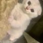 Шотландские вислоухие котята серебристые шиншиллы объявление Продам уменьшенное изображение 3