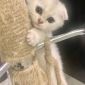 Шотландские вислоухие котята серебристые шиншиллы объявление Продам уменьшенное изображение 5