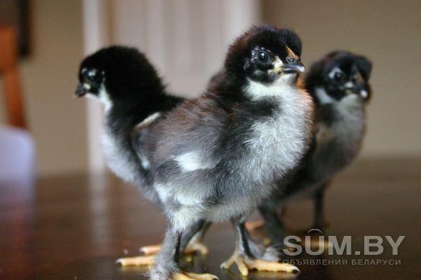 Продам цыплят цветного бойлера, несушек и породных кур объявление Продам уменьшенное изображение 