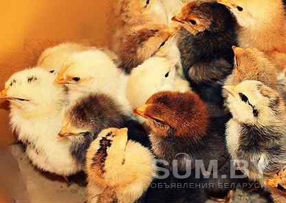 Продам цыплят цветного бойлера, несушек и породных кур объявление Продам уменьшенное изображение 