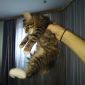 Добрейший котенок ищет любящую семью объявление Отдам даром уменьшенное изображение 3