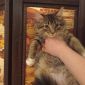 Добрейший котенок ищет любящую семью объявление Отдам даром уменьшенное изображение 6
