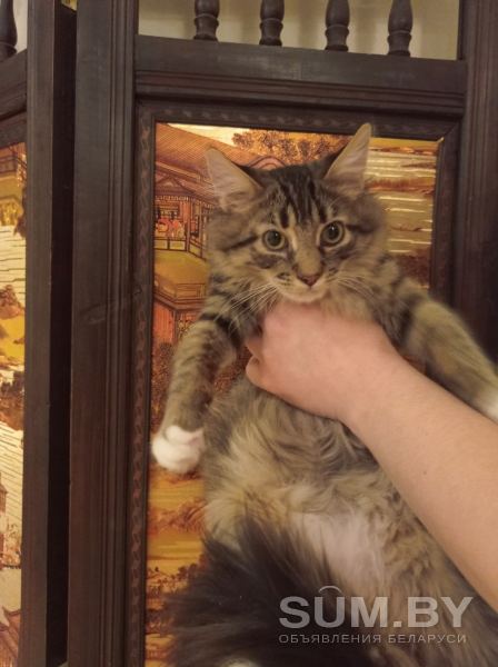 Добрейший котенок ищет любящую семью объявление Отдам даром уменьшенное изображение 