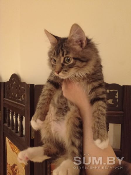 Добрейший котенок ищет любящую семью объявление Отдам даром уменьшенное изображение 