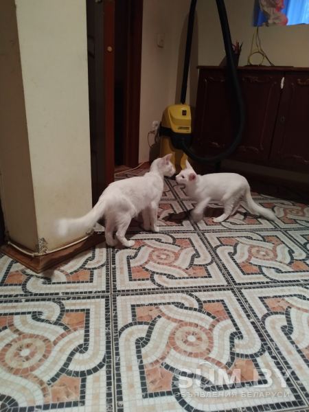 Ориентальные котята.Брат и сестра объявление Продам уменьшенное изображение 