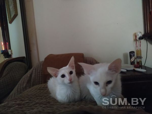 Ориентальные котята.Брат и сестра объявление Продам уменьшенное изображение 