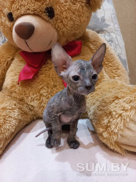 Котенок донского сфинкса объявление Продам уменьшенное изображение 