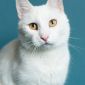 Белоснежный кот объявление Отдам даром уменьшенное изображение 4