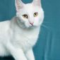 Белоснежный кот объявление Отдам даром уменьшенное изображение 3