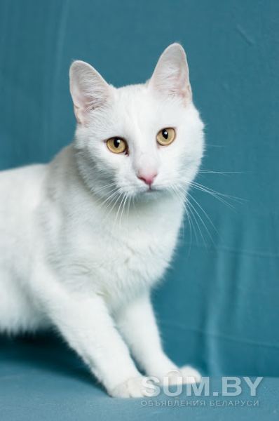 Белоснежный кот объявление Отдам даром уменьшенное изображение 