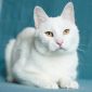 Белоснежный кот объявление Отдам даром уменьшенное изображение 1
