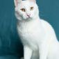 Белоснежный кот объявление Отдам даром уменьшенное изображение 5