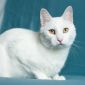 Белоснежный кот объявление Отдам даром уменьшенное изображение 2