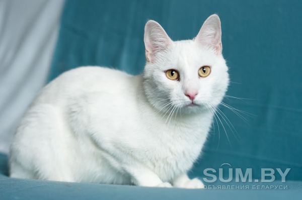 Белоснежный кот объявление Отдам даром уменьшенное изображение 