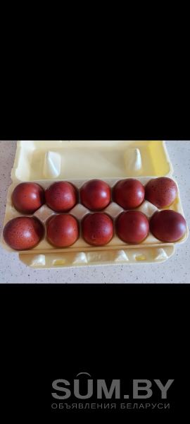 Маран яйцо инкубационное объявление Продам уменьшенное изображение 