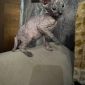 Котенок донского сфинкса объявление Продам уменьшенное изображение 1