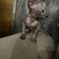 Котенок донского сфинкса объявление Продам уменьшенное изображение 2